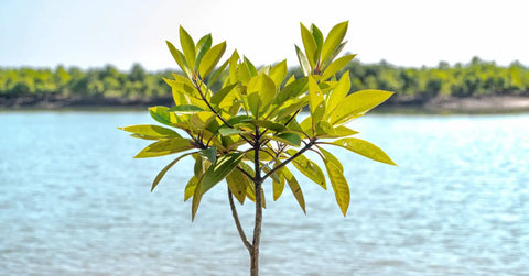 Press Release: iQFOiL Windsurfing Class debuts at the Paris 2024 Olympic Games and leads the Olympic sustainability