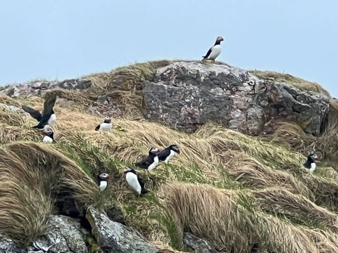 Exploring the Majestic Fjords and Wildlife of Lofoten Norway