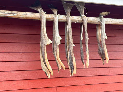 Exploring the Majestic Fjords and Wildlife of Lofoten Norway