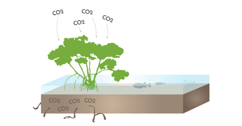 FPT and Starboard plant 1000 Mangroves to offset the 2023 Freestyle Pro Tour!